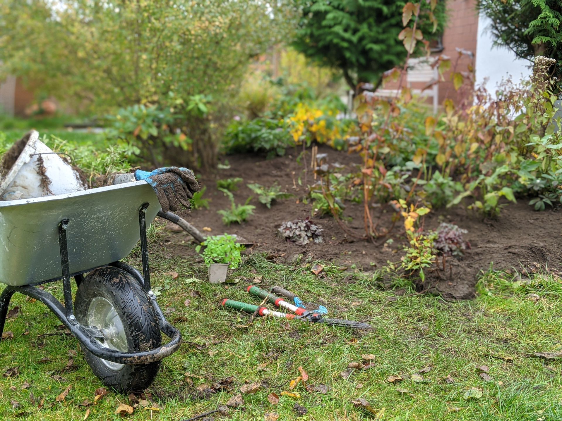 Gründüngung im Garten – Eine effektive Methode zur Bodenverbesserung