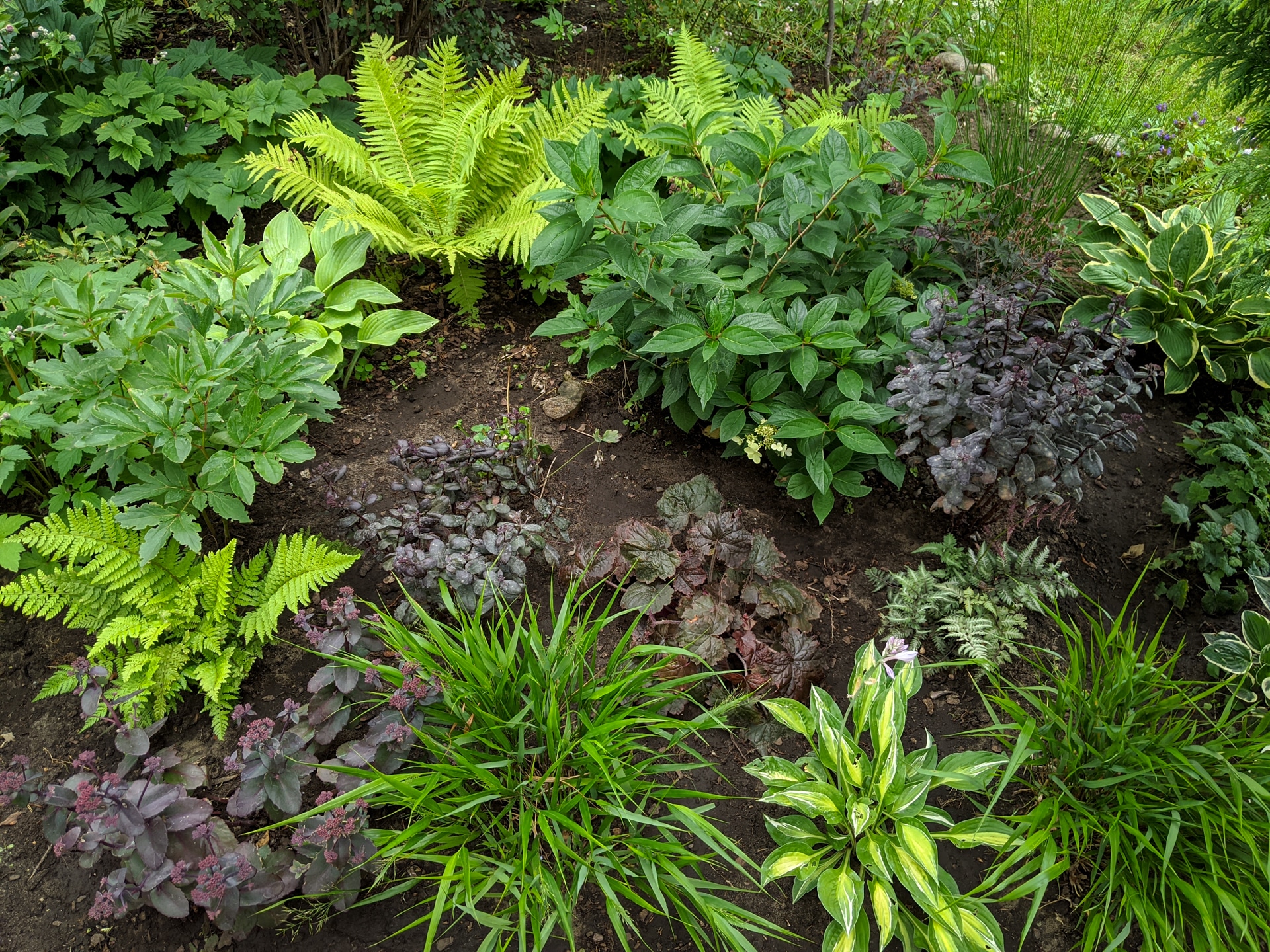 Schattenpflanzen im Garten: Die 10 besten Bodendecker und Stauden für den Schatten & Halbschatten
